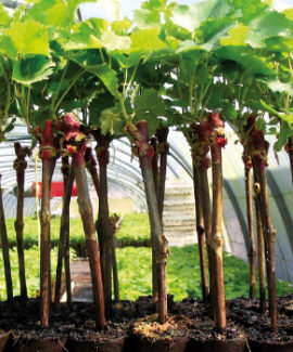 PLANTAS EN MACETA