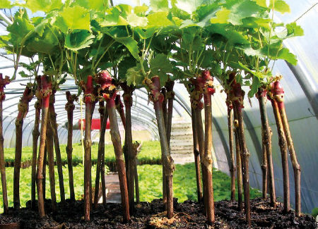 PLANTAS EN MACETA