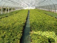 La complantation d’automne