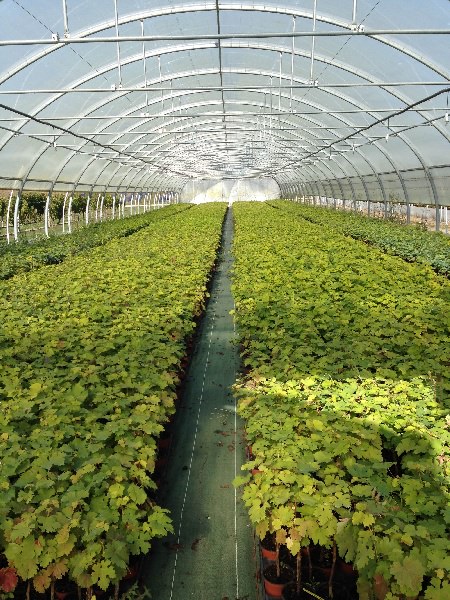 La complantation d’automne