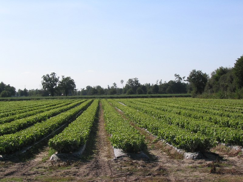 PUESTA EN VIVERO - MAYO