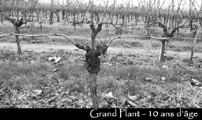 DE LA PLANTA TRADICIONAL A LA PLANTA ADULTA