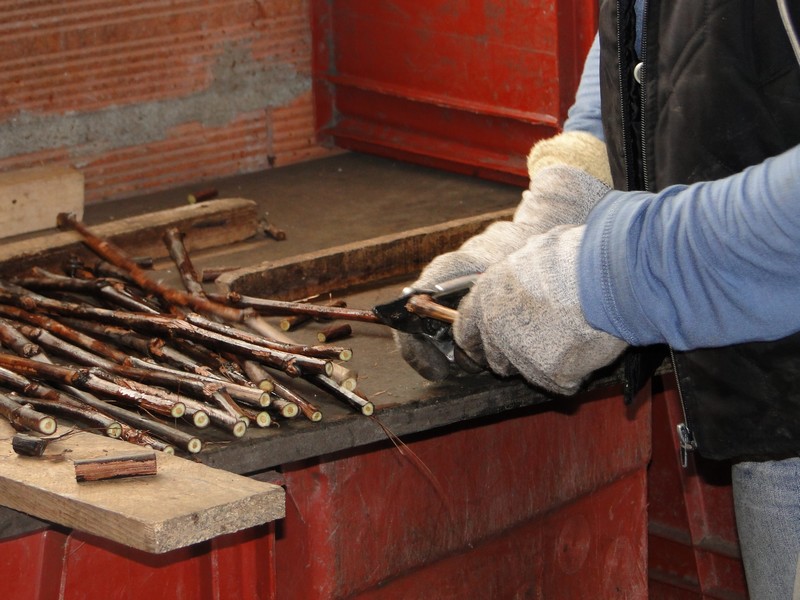 PREPARACIÓN DEL MATERIAL VEGETAL - DE ENERO A MEDIADOS DE MARZO