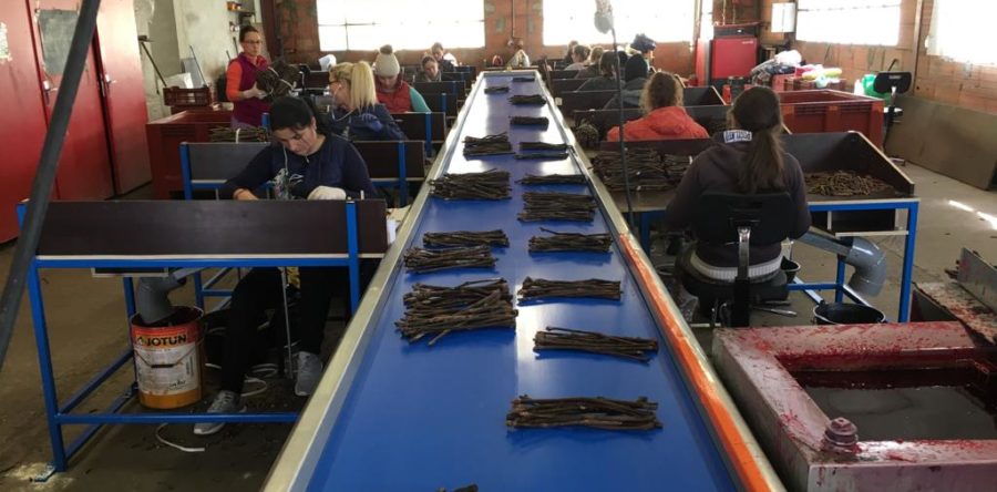 Nouvelle ligne de greffage