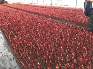 Plants de vigne sous serre