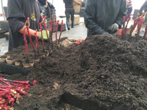 Plants de vigne en pots