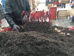 Plants de vigne en pots