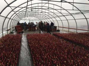 Plants de vigne sous serre