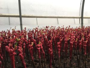 Plants de vigne en pots