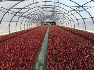 Plants de vigne sous serre