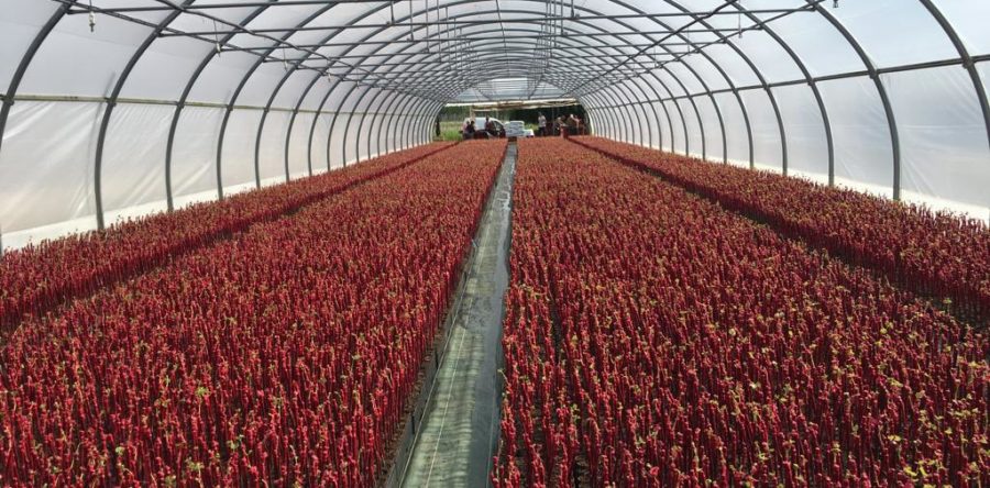 Stratification, mise sous serre et préparation pépinière plein champ