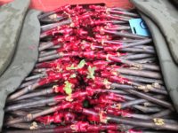 Plantation en plein champ