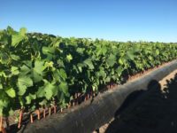 Ciel bleu, plants heureux !