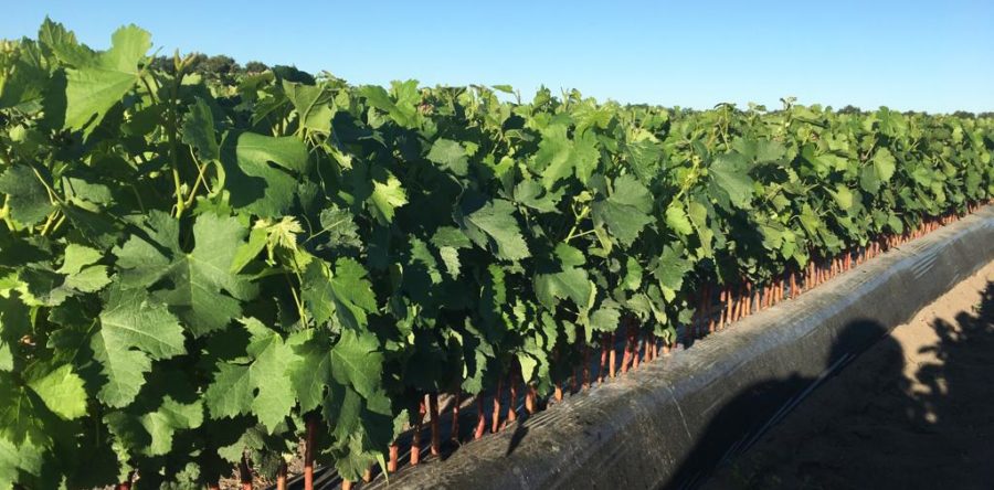 Ciel bleu, plants heureux !